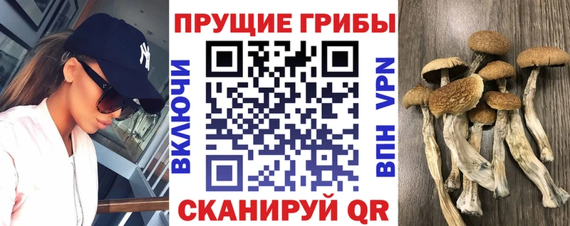 Галлюциногенные грибы Psilocybe  Купить  Барабинск 